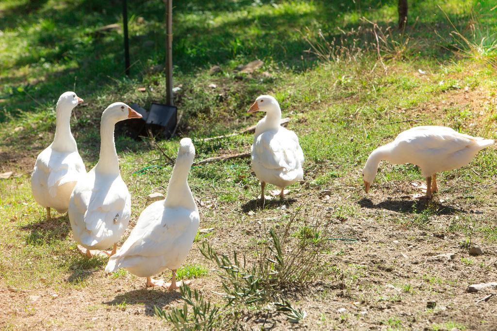 Agriturismo La Coccinella Valfabbrica Buitenkant foto